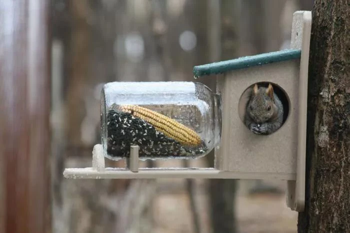 Birds Choice™ Squirrel Jar Feeder - Image 2