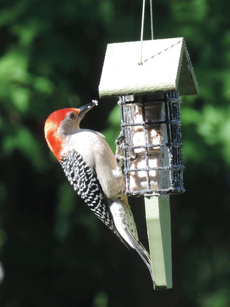 Birds Choice™ Tail Prop Feeder - Image 3